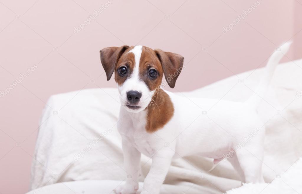 Jack Russell terrier