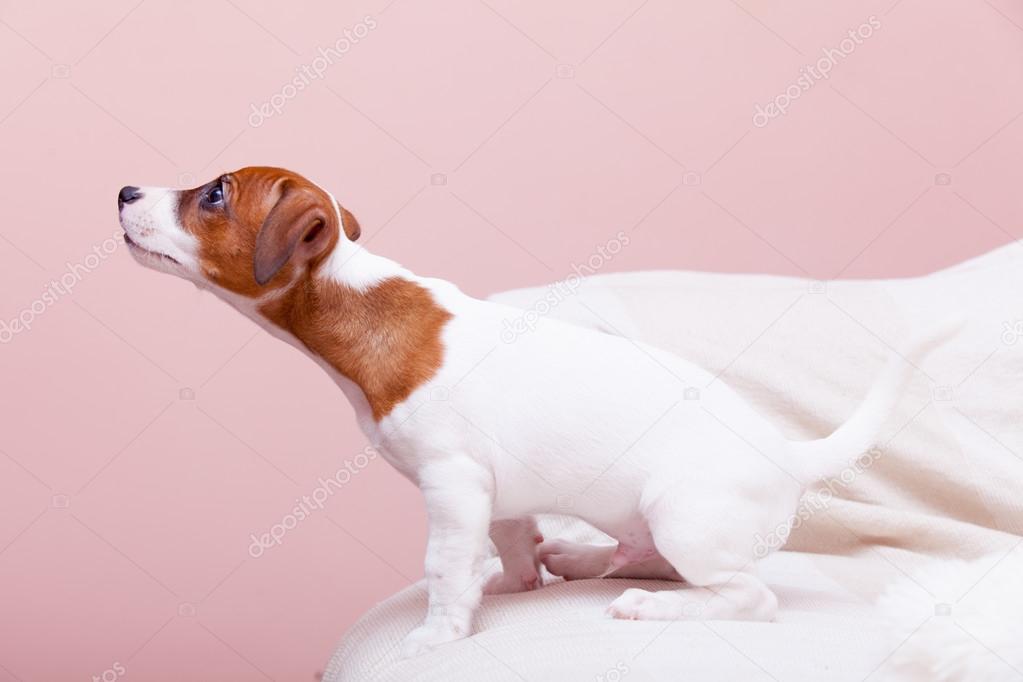 Jack Russell terrier