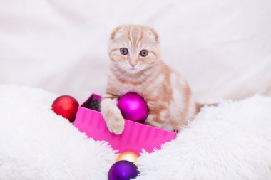 Zencefil İskoç fold kitty