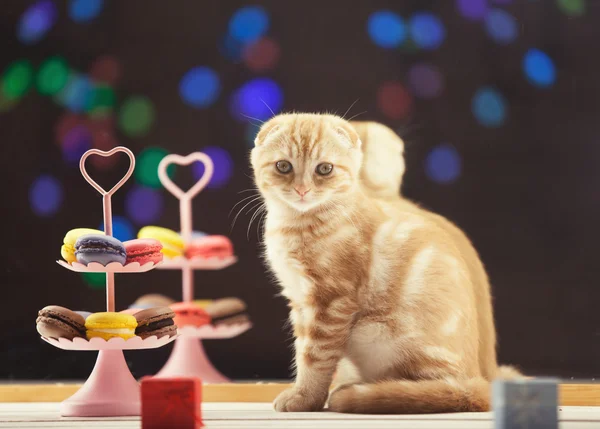 Ginger scottish fold kitty — Stock Photo, Image