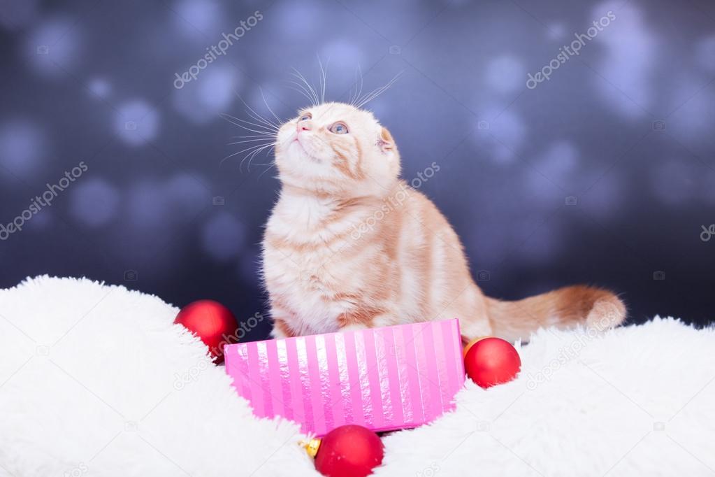 Ginger scottish fold kitty