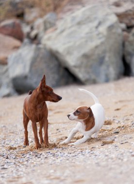 Kumsalda oynayan köpekler.