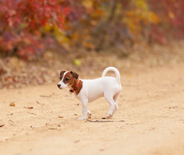 Jack Russell Terrier Przewodniczący — Zdjęcie stockowe