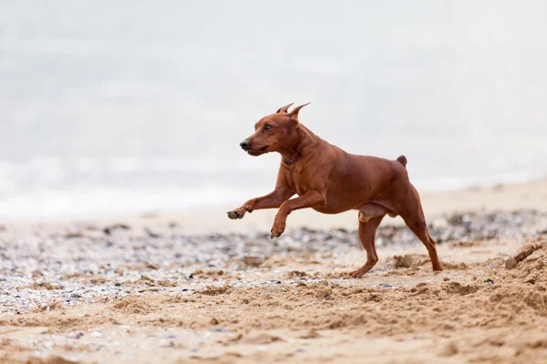 在海滩上的迷你杜宾犬 — 图库照片