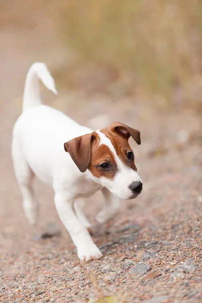 Jack Russell Terrier — Stock Photo, Image