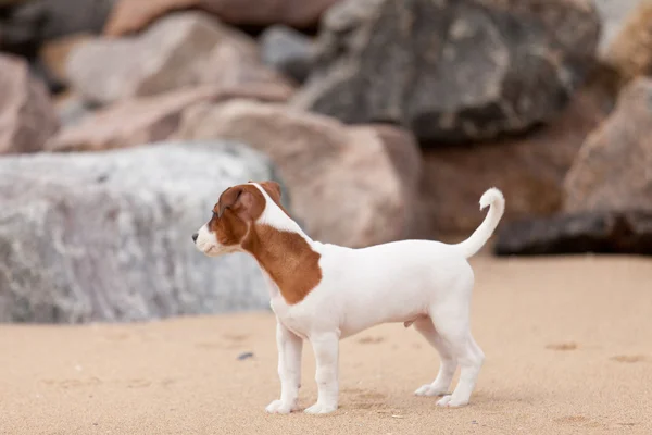 Jack Russell Terrier Przewodniczący — Zdjęcie stockowe