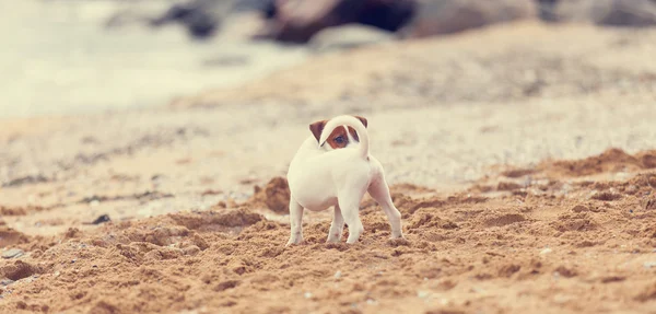 Jack Russell Terrier — Stock Photo, Image