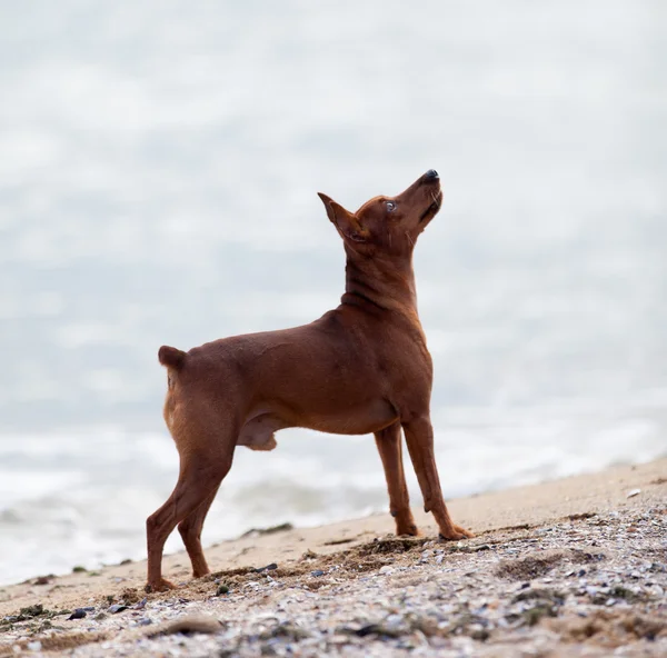 在海滩上的迷你杜宾犬 — 图库照片