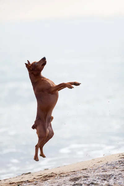 Mini Pinscher on the beach — Stock Photo, Image