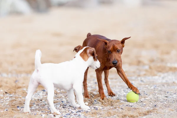 Psi si si hrají na pláži — Stock fotografie