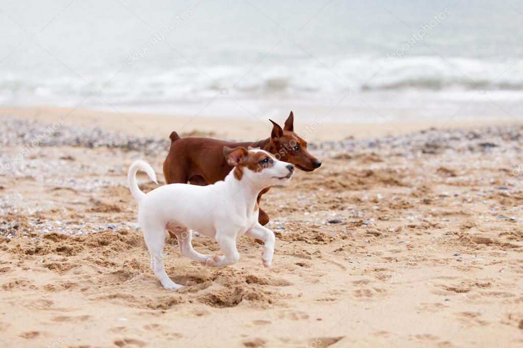 Dogs playing on the beach