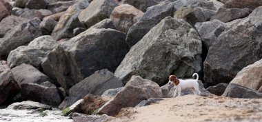 Jack Russell Teriyeri