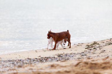 Kumsalda oynayan köpekler.