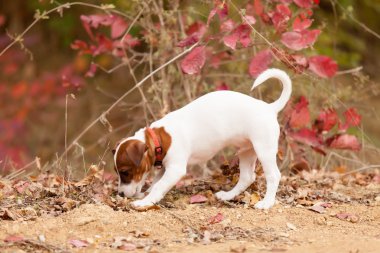 Jack Russell Teriyeri 