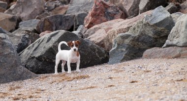 Jack Russell Teriyeri