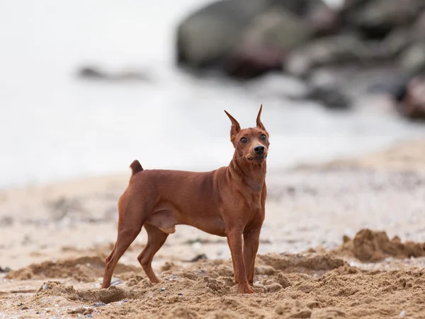 Mini Pinscher on the beach — Stock Photo, Image