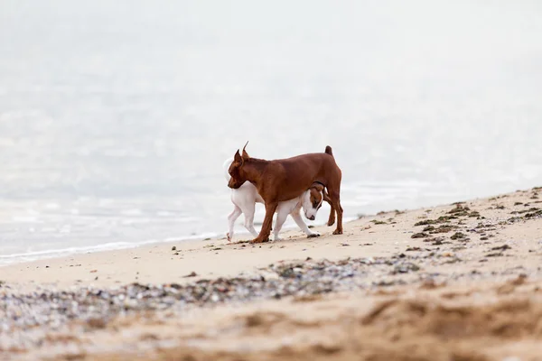 Psy bawią się na plaży — Zdjęcie stockowe