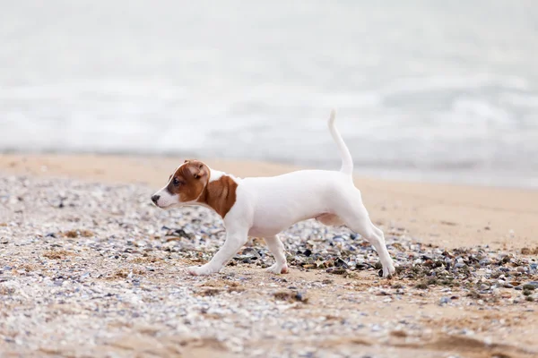 Jack Russell Terrier Przewodniczący — Zdjęcie stockowe