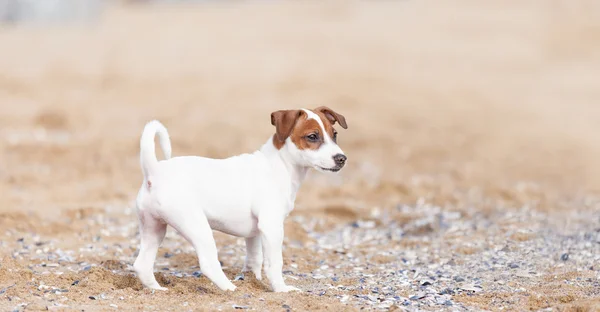 Jack Russell Terrier Przewodniczący — Zdjęcie stockowe