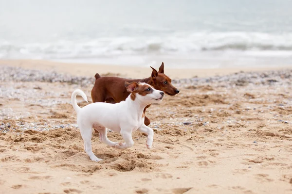 Psy bawią się na plaży — Zdjęcie stockowe