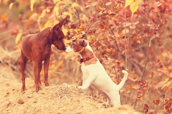 Psy bawiące się w parku — Zdjęcie stockowe