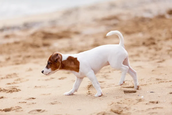 Jack Russell Terrier — Stock Photo, Image