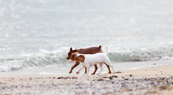 Psy bawią się na plaży — Zdjęcie stockowe
