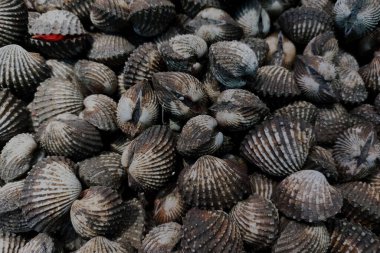 Bir yığın kabuğun üst görünümü