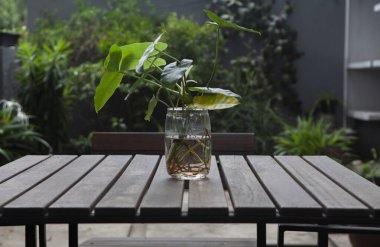 Tahtadan yapılmış bir masanın üzerindeki cam kaplarda bitkiler.