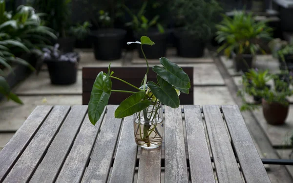 Pflanzen Glastöpfen Auf Einem Tisch Aus Holz — Stockfoto