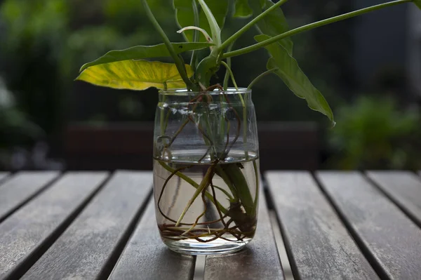 Tahtadan Yapılmış Bir Masanın Üzerindeki Cam Kaplarda Bitkiler — Stok fotoğraf