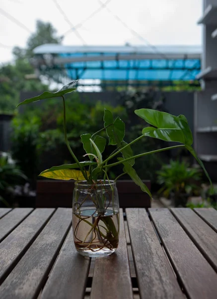 Tahtadan Yapılmış Bir Masanın Üzerindeki Cam Kaplarda Bitkiler — Stok fotoğraf