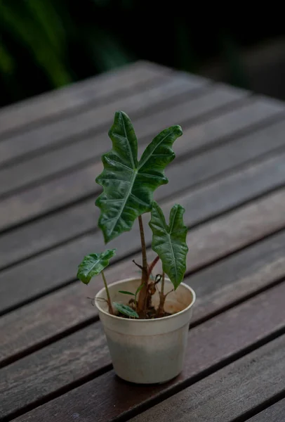 Alocasia Bitkisini Ahşaptan Yapılmış Beyaz Bir Tencerede Kapat — Stok fotoğraf