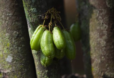 Bilimbi meyvesi, Averrhoa Bilibi meyvesi