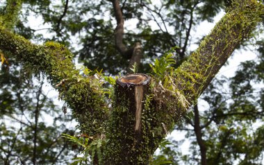 Ağaç gövdesi bitki dolu.