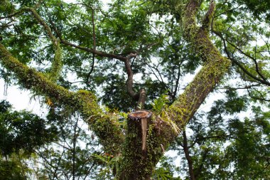 Ağaç gövdesi bitki dolu.