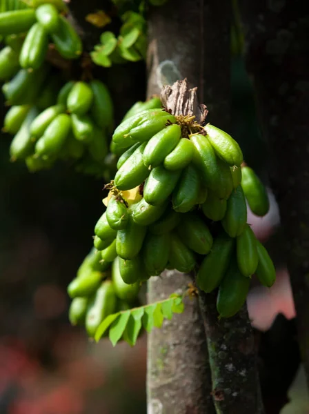 Bilimbi Vruchten Averrhoa Bilimbi Vruchten — Stockfoto