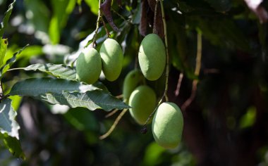 Ağaçta genç mangolar var.