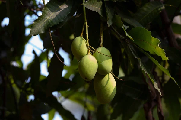 Jonge Mango Boom — Stockfoto