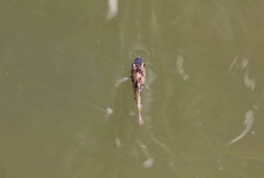 Sudaki koi balığının çeşitli türleri