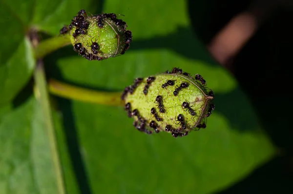 Black Ants Flower Petals — Stock Photo, Image