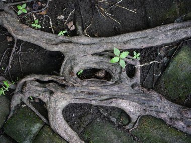 Ağaç kökleri yerde sürünüyor.