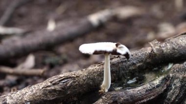 Ölü ağaç gövdelerine mantarlar bağlanmış.