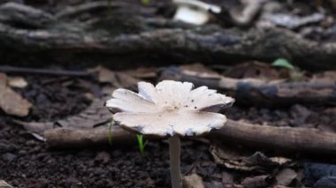 Ölü ağaç gövdelerine mantarlar bağlanmış.
