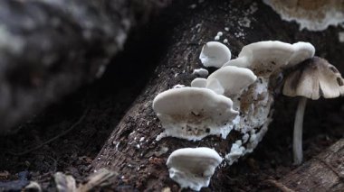 Ölü ağaç gövdelerine mantarlar bağlanmış.