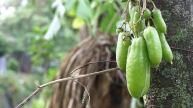 Bir ağaçtaki yıldız meyvesine yaklaş, yıldız meyvesi