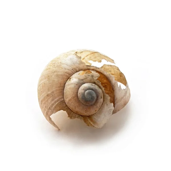 Broken snails conch — Stock Photo, Image