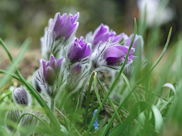 büyük pasque çiçek