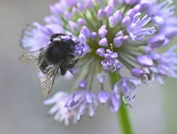 sarımsak ve yaban arısı