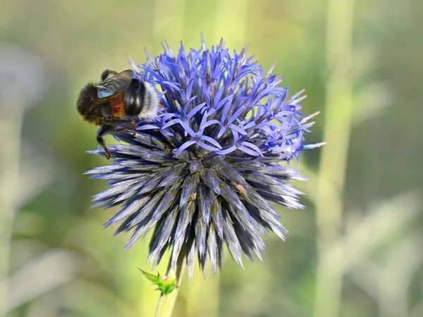 Mavi küre thistle ile bumblebee